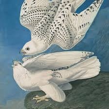 A bird illustration in the natural-history style associated with John James Audubon.
