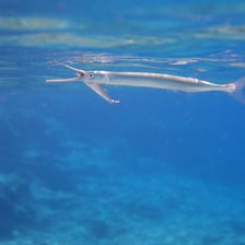 A longnose gar, a slender fish with an elongated snout.