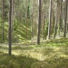 A vast coniferous forest typical of the taiga