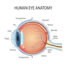 An educational illustration identifying the human eye as a sense organ.