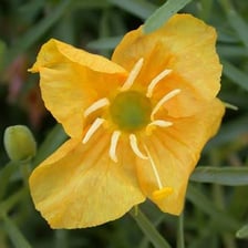 A close-up of a yellow primrose flower