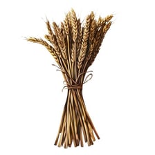 A tied sheaf of wheat stalks