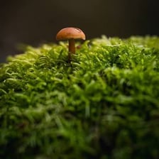 A mushroom growing up from the forest floor