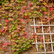 Ivy plants climbing over and covering a brick wall.