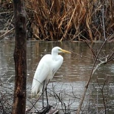 An egret standing beside a river.