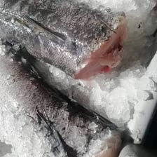 A hake fish lying on a preparation slab