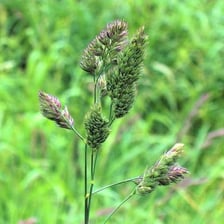 A cocksfoot grass plant with its characteristic seed head.