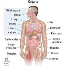 An anatomical illustration showing the human torso.