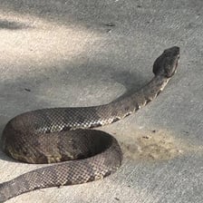 A snake slithering away across the ground