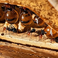 Worker ants cooperating in an ant colony.