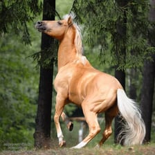 A golden palomino horse standing outdoors
