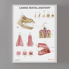 A close-up view of a canine tooth.