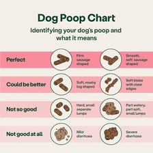 A letter diagram showing I and PET'S POO rearranged to form OPPOSITE