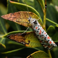 A close-up photograph of a moth resting on a leaf