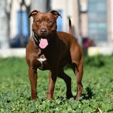 Pit bull dogs standing outdoors.