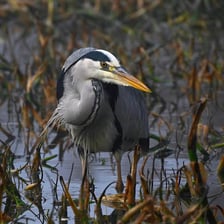 A grey heron standing at the edge of a body of water