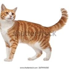 A healthy cat shown apparently unharmed.