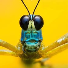 A close-up of a grasshopper, a hopper insect