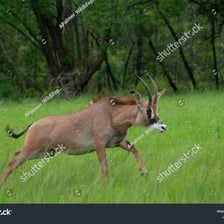 An antelope running quickly across open grassland.