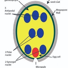 A botanical diagram showing ovules inside a plant ovary