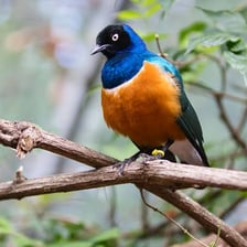 A starling perched on a branch