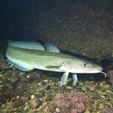 A ling fish shown underwater