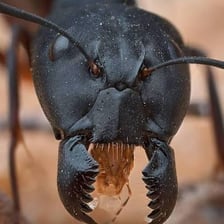An ant illustrating the soldier in the wordplay.