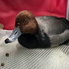 A reddish-brown male duck illustrating “bay drake”.
