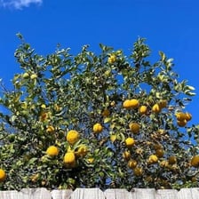 A lemon tree bearing ripe yellow lemons