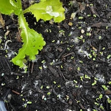 Young green shoots growing from soil.