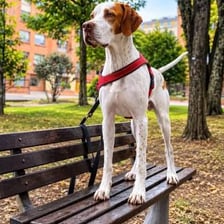 An English Pointer dog standing with its nose directed forward.
