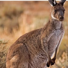 A kangaroo in an Australian landscape.