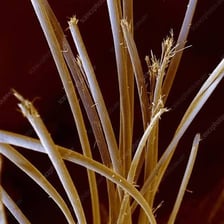 A close-up view of a strand of hair dividing at its end