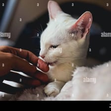 A hand gently stroking a cat.
