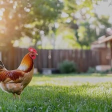 A rooster standing outdoors on a farm.