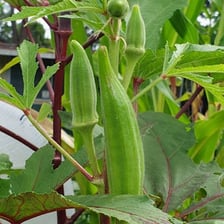 Green okra pods growing on an okra plant