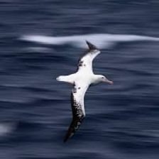 A large albatross flying above the sea