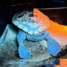 A terrapin swimming in shallow water.