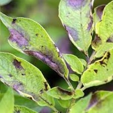 Potato plants showing darkened leaves affected by blight.