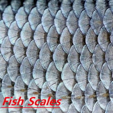 A close view of fish scales alongside a musical scale illustration