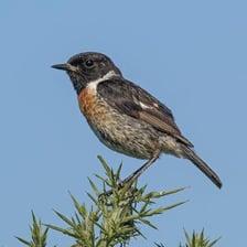 An Old World chat perched on a branch