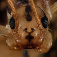 A close-up photograph of a centipede showing its segmented body and many legs.