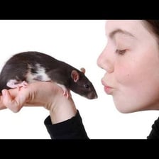 A domesticated rat being held as a pet.