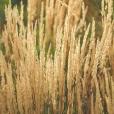 Tall green reeds growing beside water.