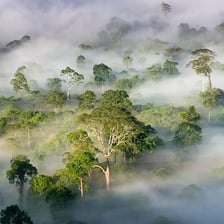 A lush tropical rainforest in visibly humid conditions.