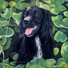 A spaniel dog shown in profile.