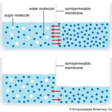 An educational diagram showing osmosis across a semipermeable membrane.