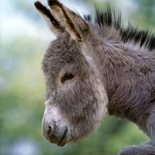 Photograph of a donkey, the animal represented by ASS
