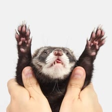A ferret standing and using its front paws