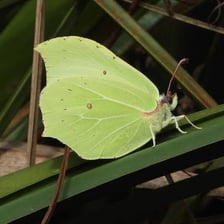 A yellow brimstone butterfly with angular wings.